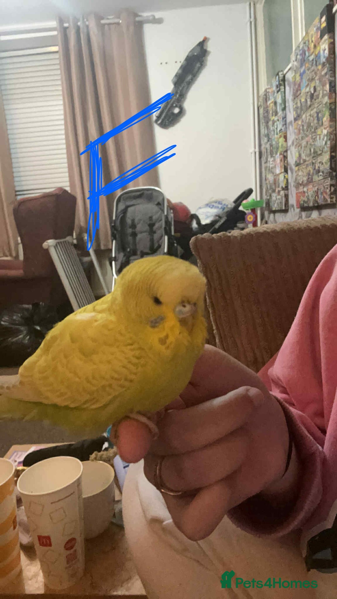 Budgerigars birds for sale: Male and female Budgies (unsure of exact age)? - Image 5