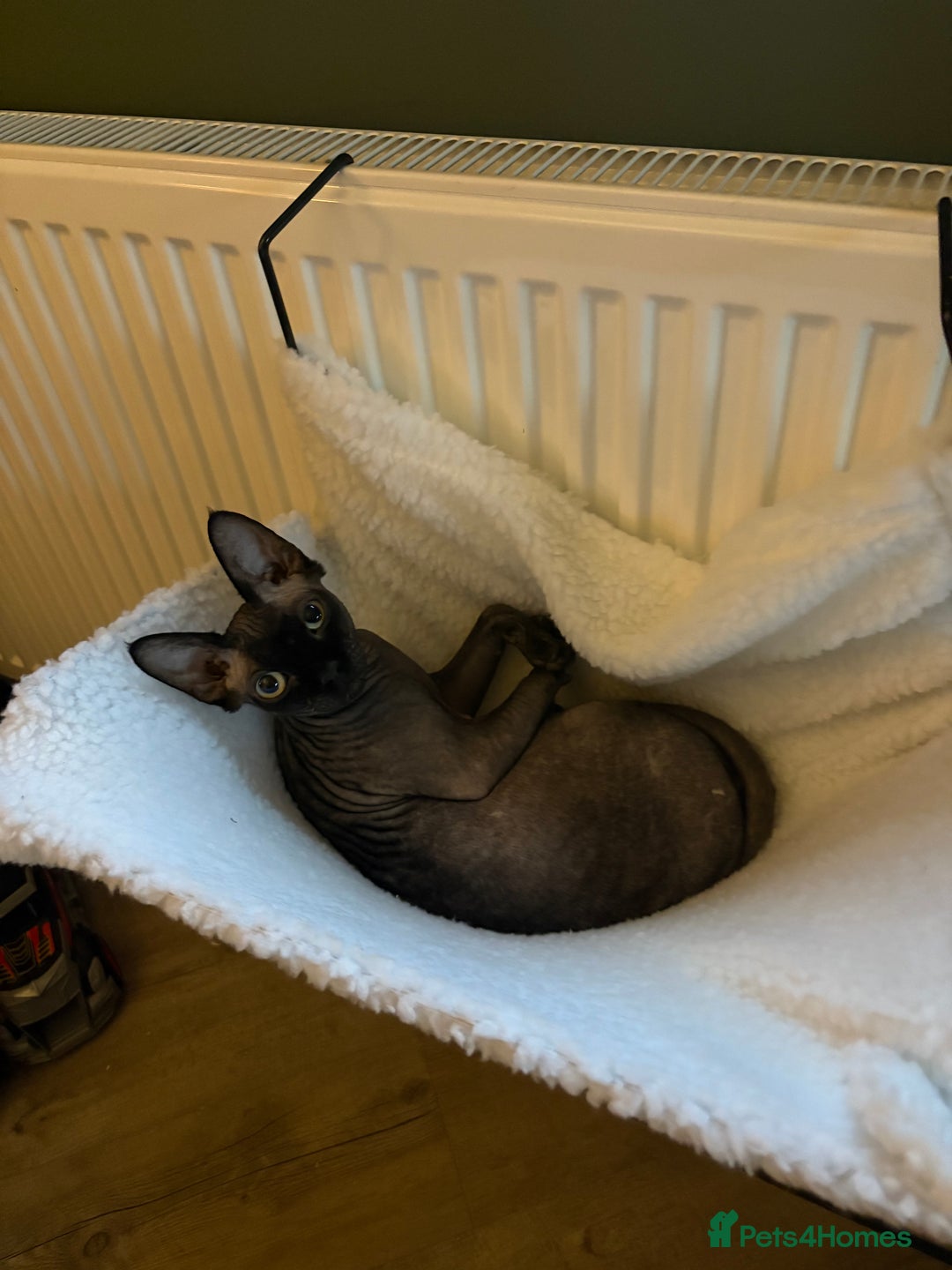 Sphynx cats for sale: Male Sphynx cat for sale 2 years old - Image 12