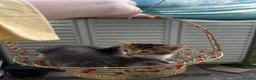 Mixed Breed cats for sale: Kittens for sale - Advert 4