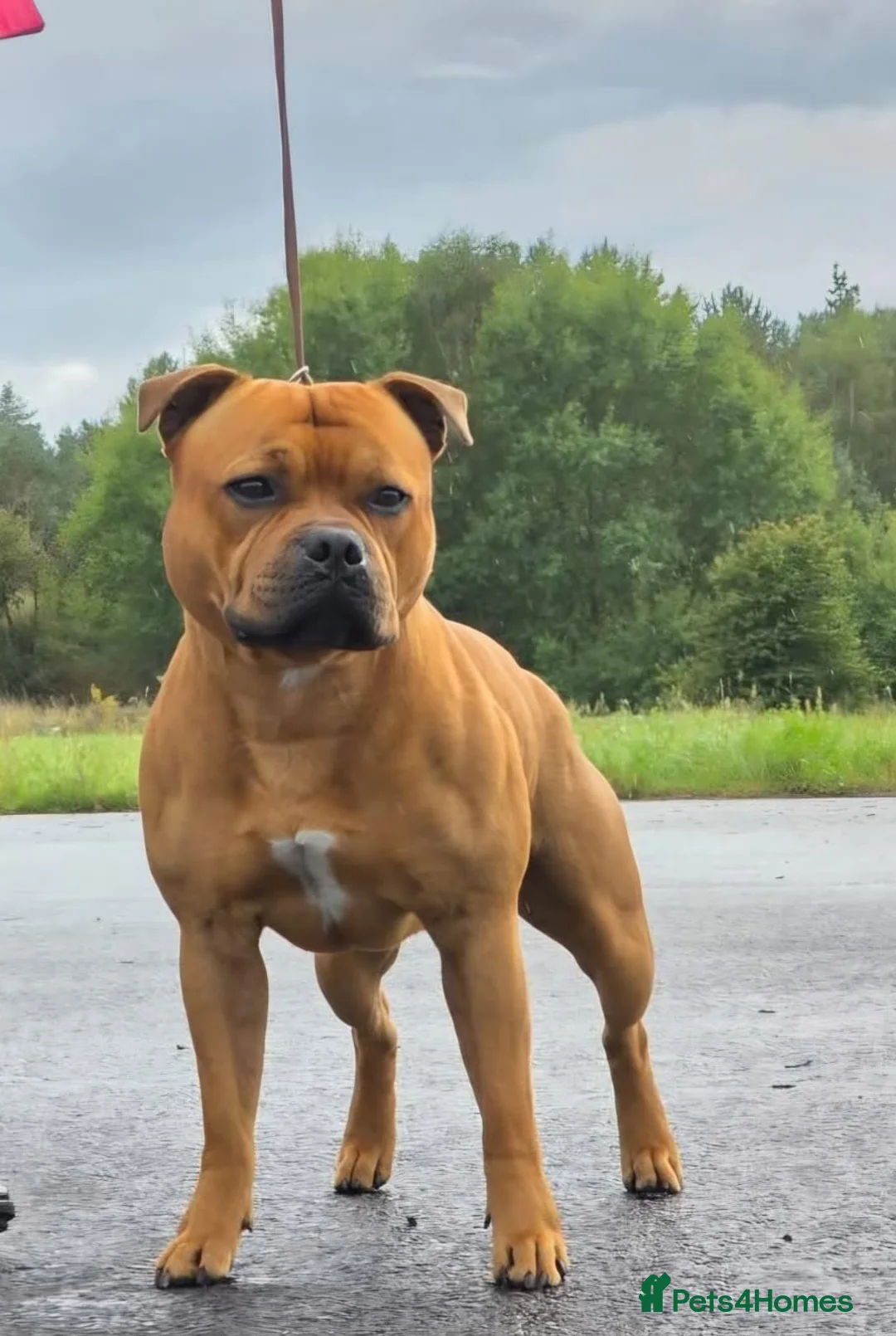 Staffordshire Bull Terrier dogs for sale: Top Quality KC Reg Red Staffordshire Bull Terrier in Manchester - Advert 7