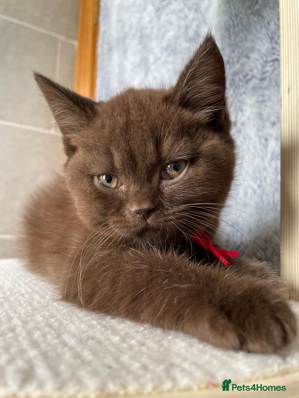 British Shorthair cats for sale: Gorgeous GCCF Chocolate British Shorthair kittens - Advert 7