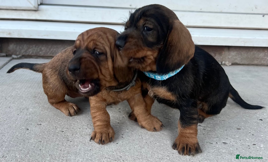 Dachshund dogs for sale: Wire Haired Teckels - Image 5