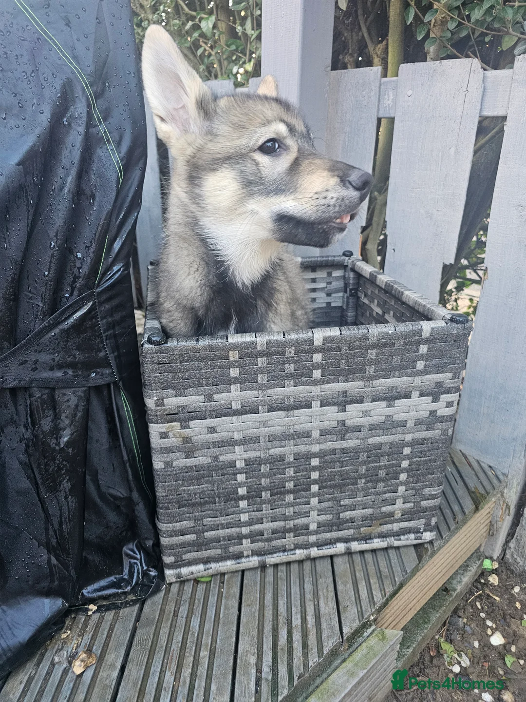 Mixed Breed dogs for sale: German shep x malamute x husky  - Advert 1