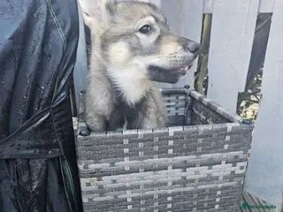 Mixed Breed dogs German shep x malamute x husky - Advert 14