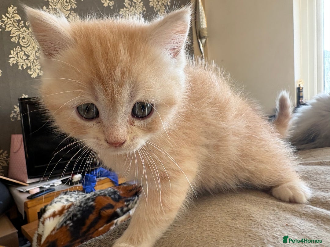 Persian cats for sale: Persians kittens  - Image 2