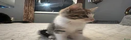 Mixed Breed cats for sale: 2 tabby kittens 🐱  - Advert 4