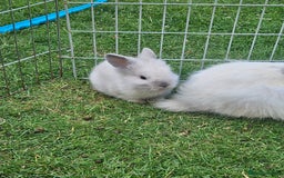 Lionhead rabbits for sale: Baby lionhead Rabbits-female ready to leave now  - Image 7