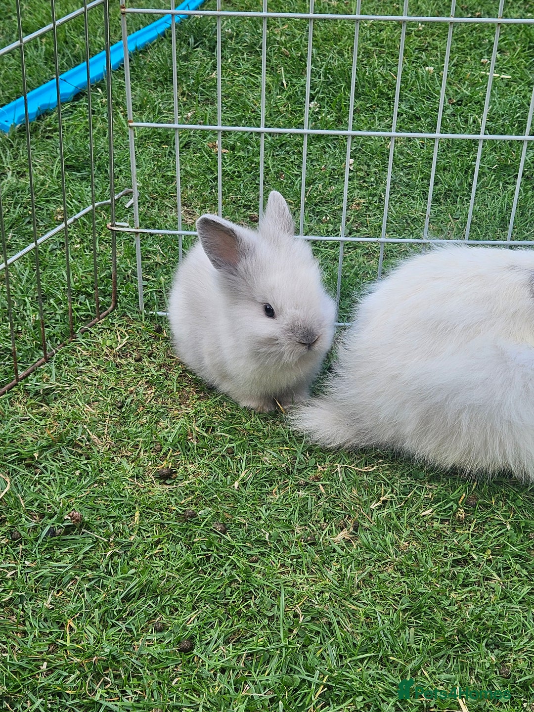 Lionhead rabbits for sale: Baby lionhead Rabbits-female ready to leave now  - Image 7