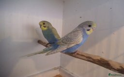 Budgerigars birds for sale: BEAUTIFULL BABY BUDGIES - Image 2