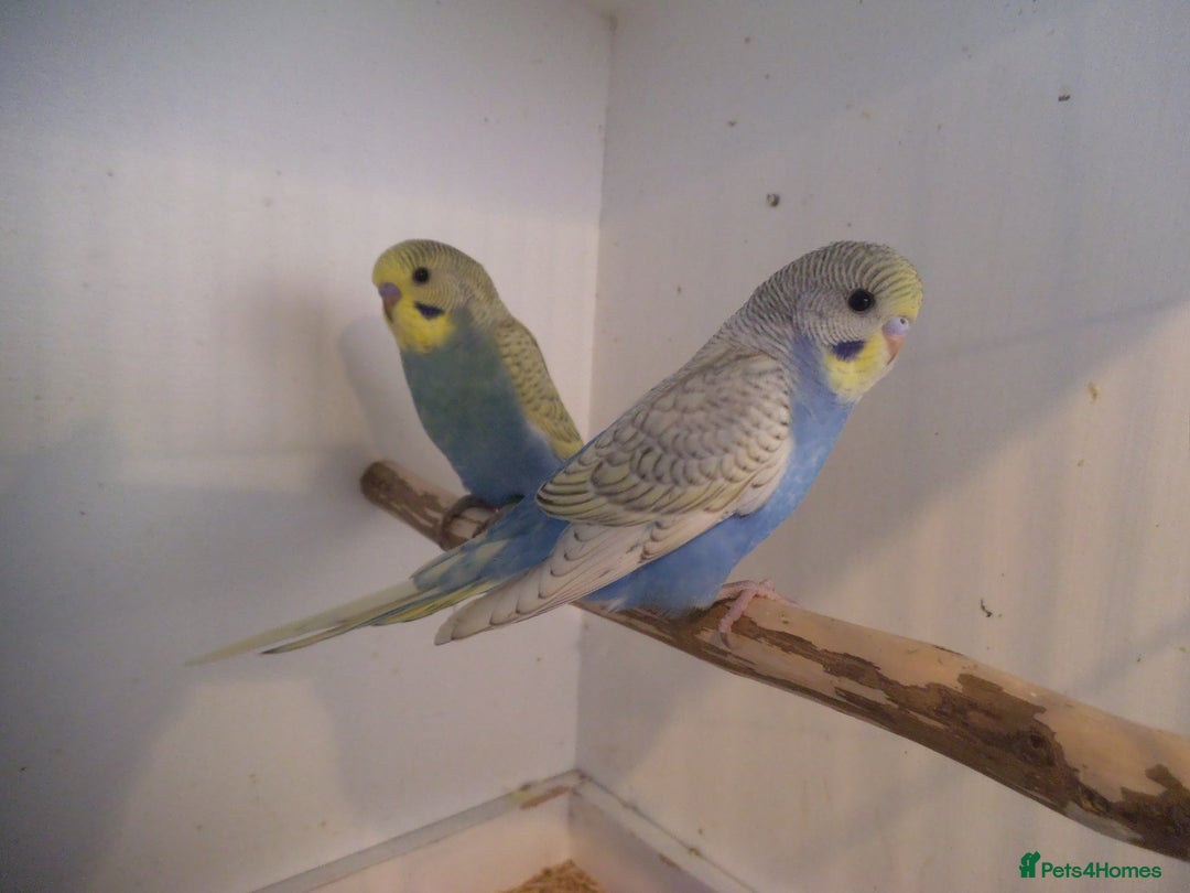 Budgerigars birds for sale: BEAUTIFULL BABY BUDGIES - Image 2