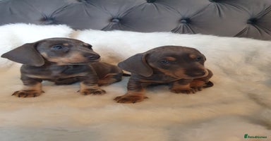 Dachshund dogs - Advert 12