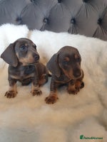 Dachshund dogs - Advert 5