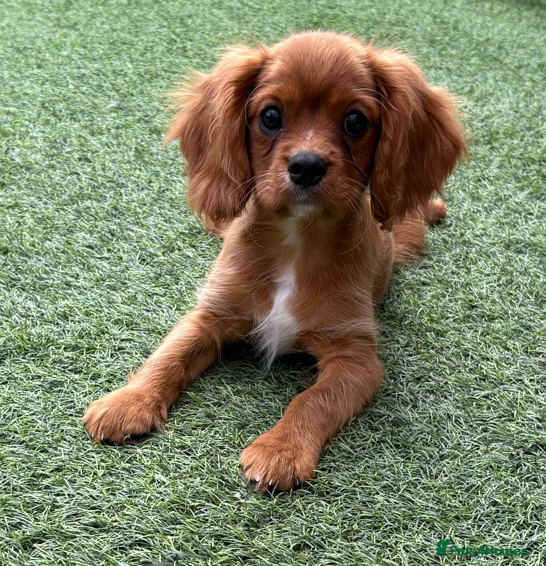 Cavalier King Charles Spaniel dogs Boy & Girl still available kc & health tested - Advert 2