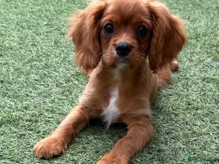 Cavalier King Charles Spaniel dogs Boy & Girl still available kc & health tested - Advert 2