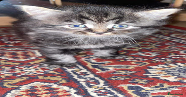 Ocicat cats Tabby kitten - Advert 10