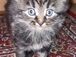 Ocicat cats Tabby kitten - Advert 1