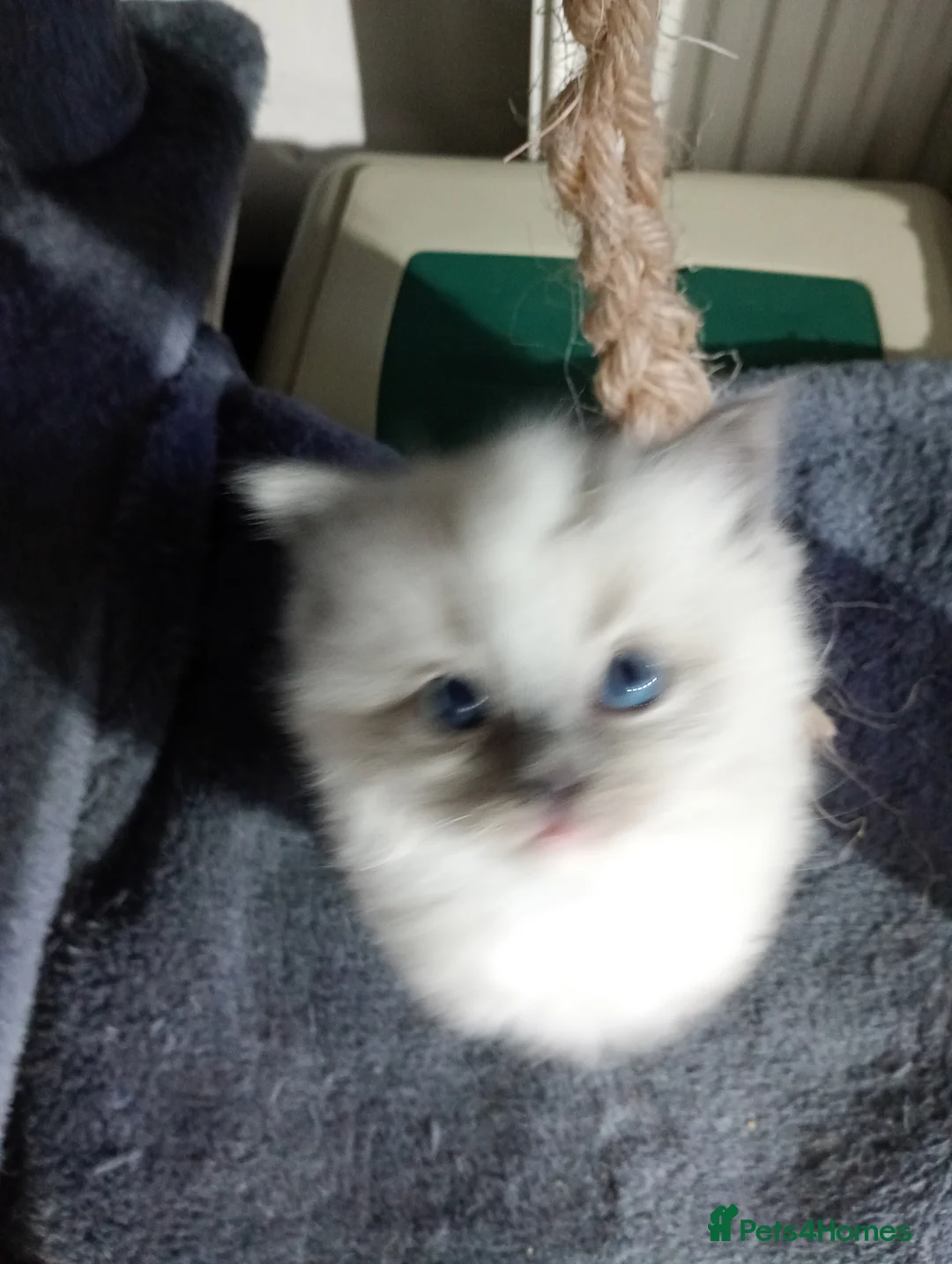 Ragdoll cats for sale: Beautiful pedigree female Ragdoll kitten  - Advert 4