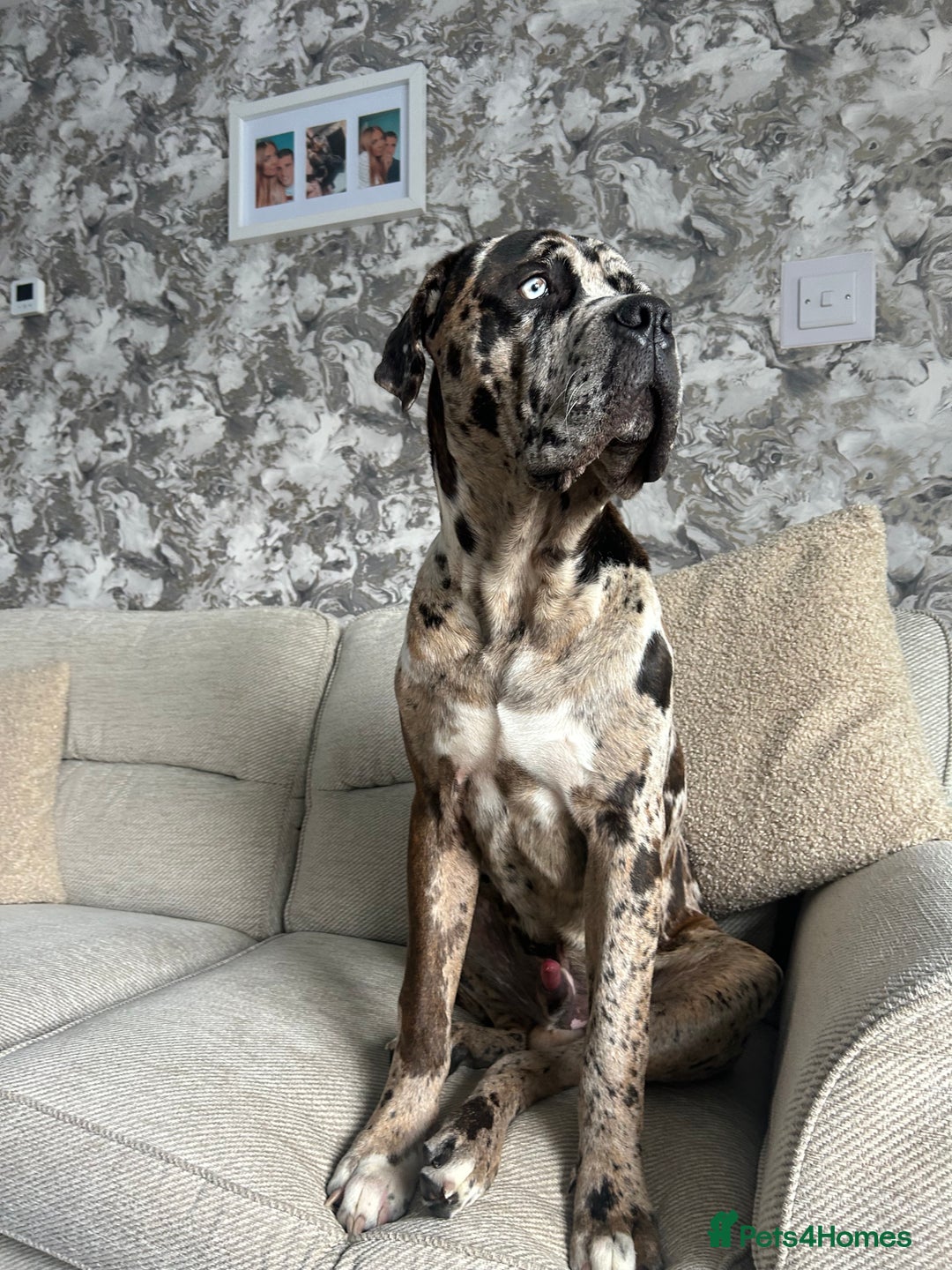 Mastiff dogs for sale: Merle mastiff  - Image 4