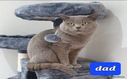 British Shorthair cats for sale: British blue shorthair female kitten - Image 10