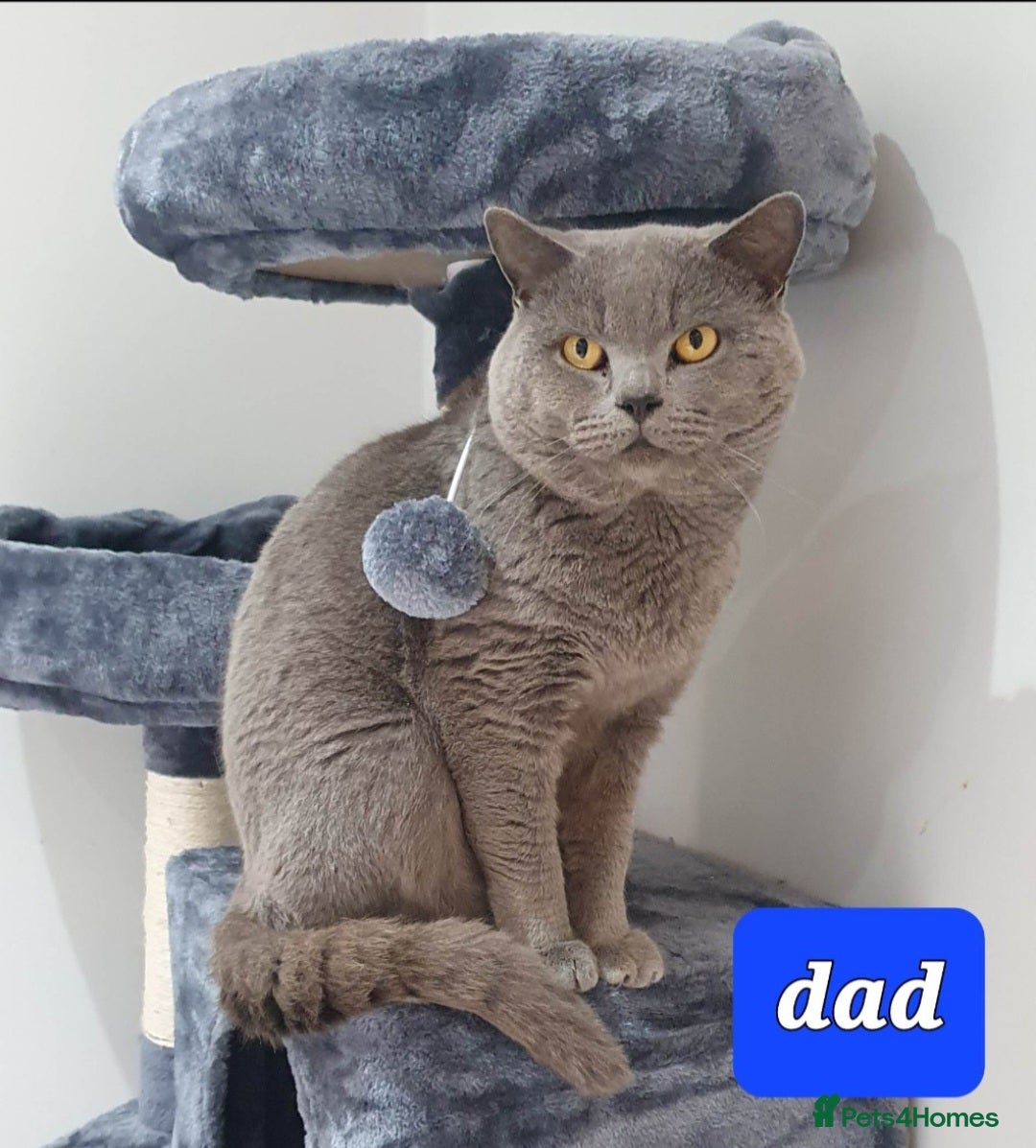 British Shorthair cats for sale: British blue shorthair female kitten - Image 10