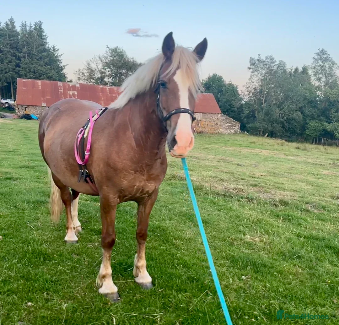 Welsh Section D horses for sale: Register Welsh Section D Mare  in Hereford - Advert 1