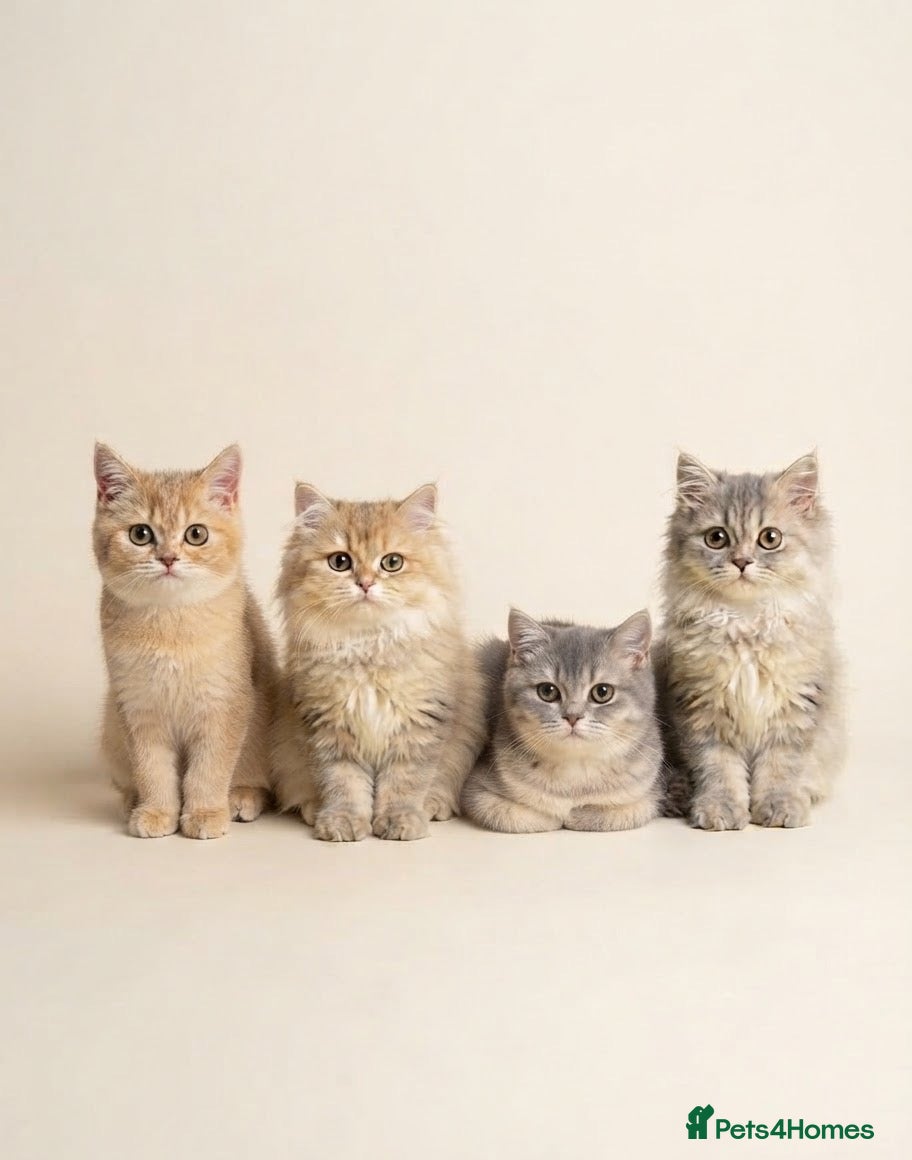 British Longhair cats for sale: TICA registered BLH & BSH Kittens - Advert 1