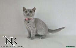 British Shorthair cats for sale: GCCF SHOW QUALITY BSH 👌 🥰🥰 - Image 7