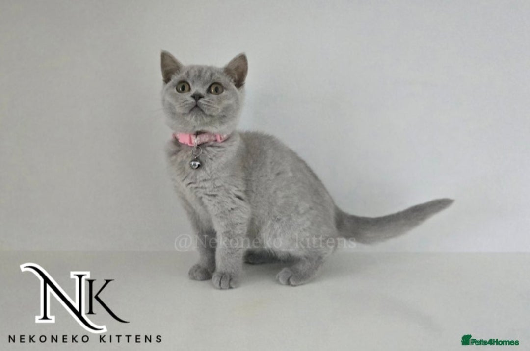 British Shorthair cats for sale: GCCF SHOW QUALITY BSH 👌 🥰🥰 - Image 7