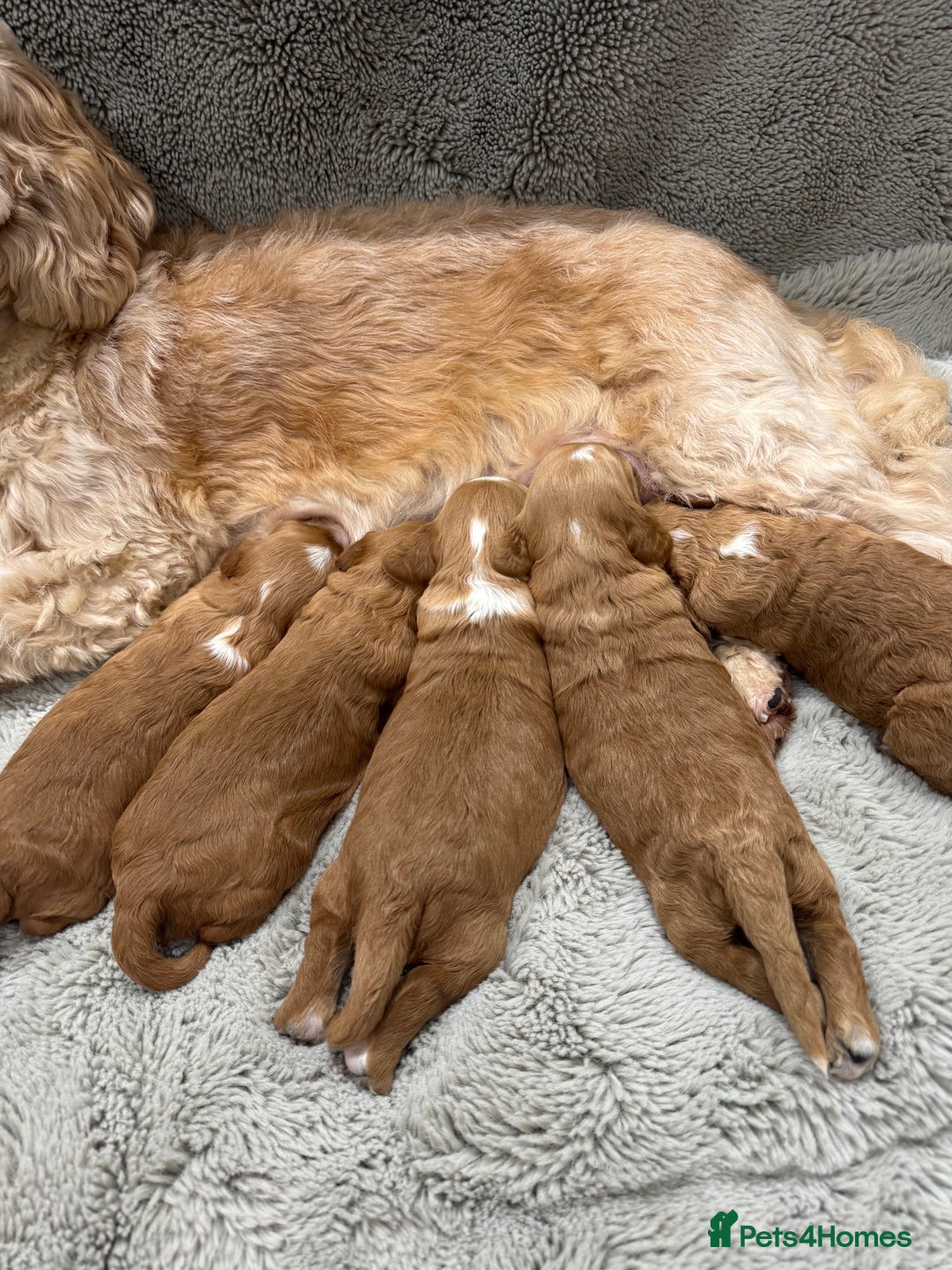 Cavapoo dogs for sale: Gorgeous health tested cavapoo puppies  - Advert 4