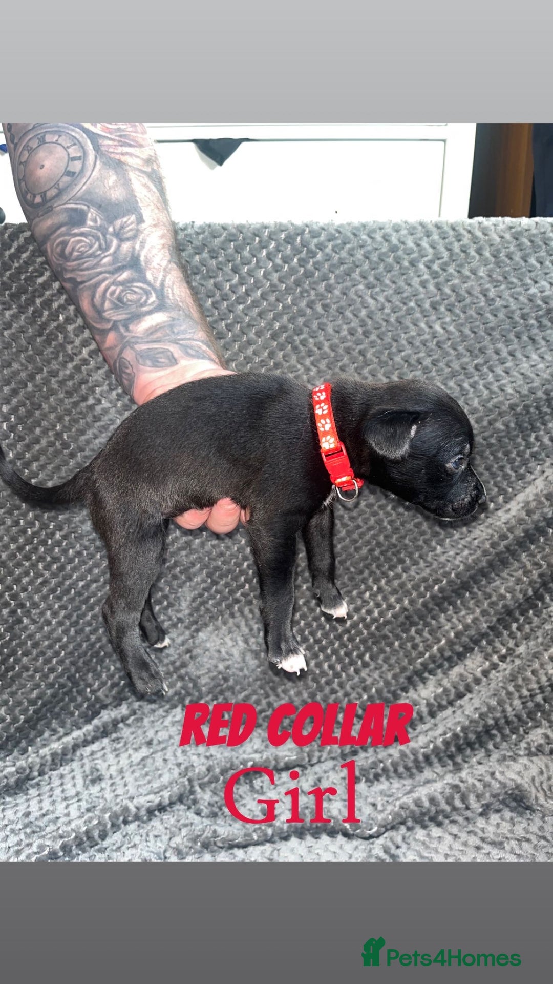 Mixed Breed dogs for sale: 11 Lurcher x Staffy pups for Sale! - Advert 12