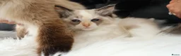 Ragdoll cats for sale: Gorgeous Ragdoll Babies - Advert 9