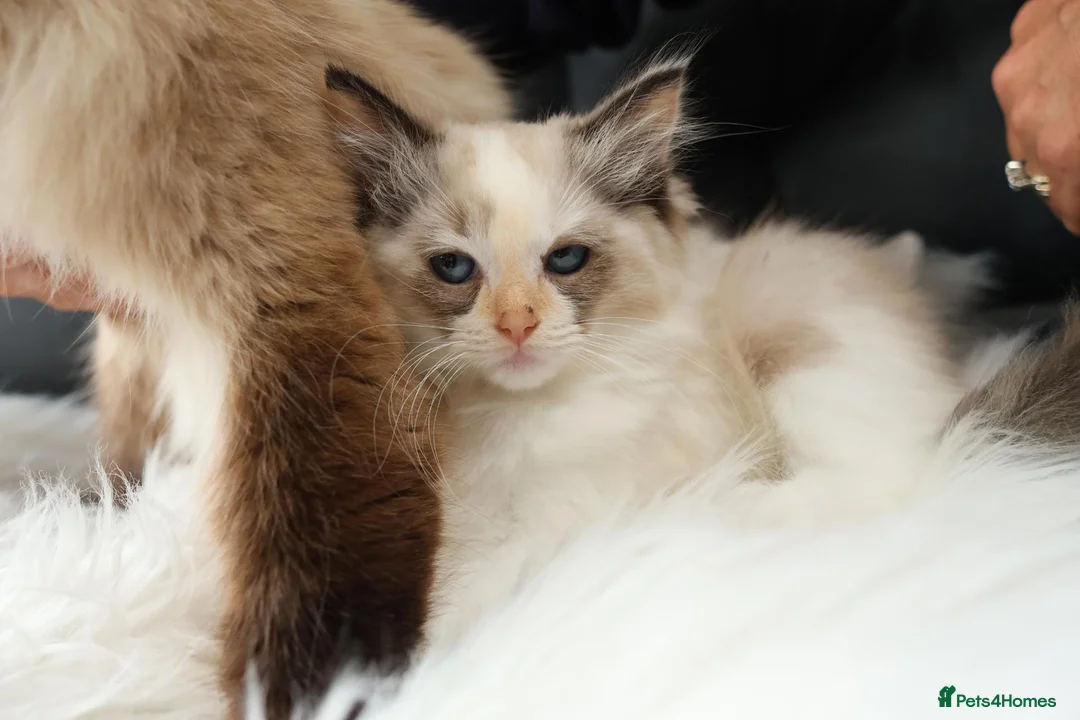 Ragdoll cats for sale: Gorgeous Ragdoll Babies - Advert 9