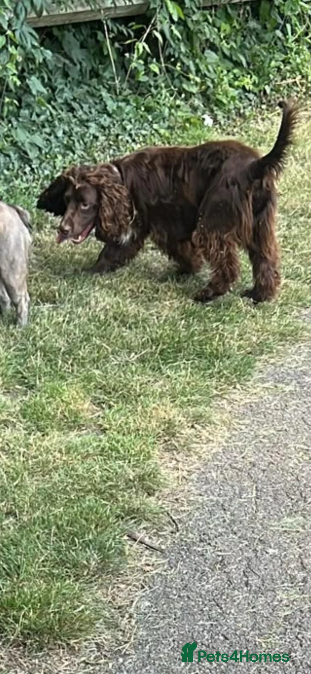 Cocker Spaniel dogs for sale: SPROCKER SPANIEL - Advert 2