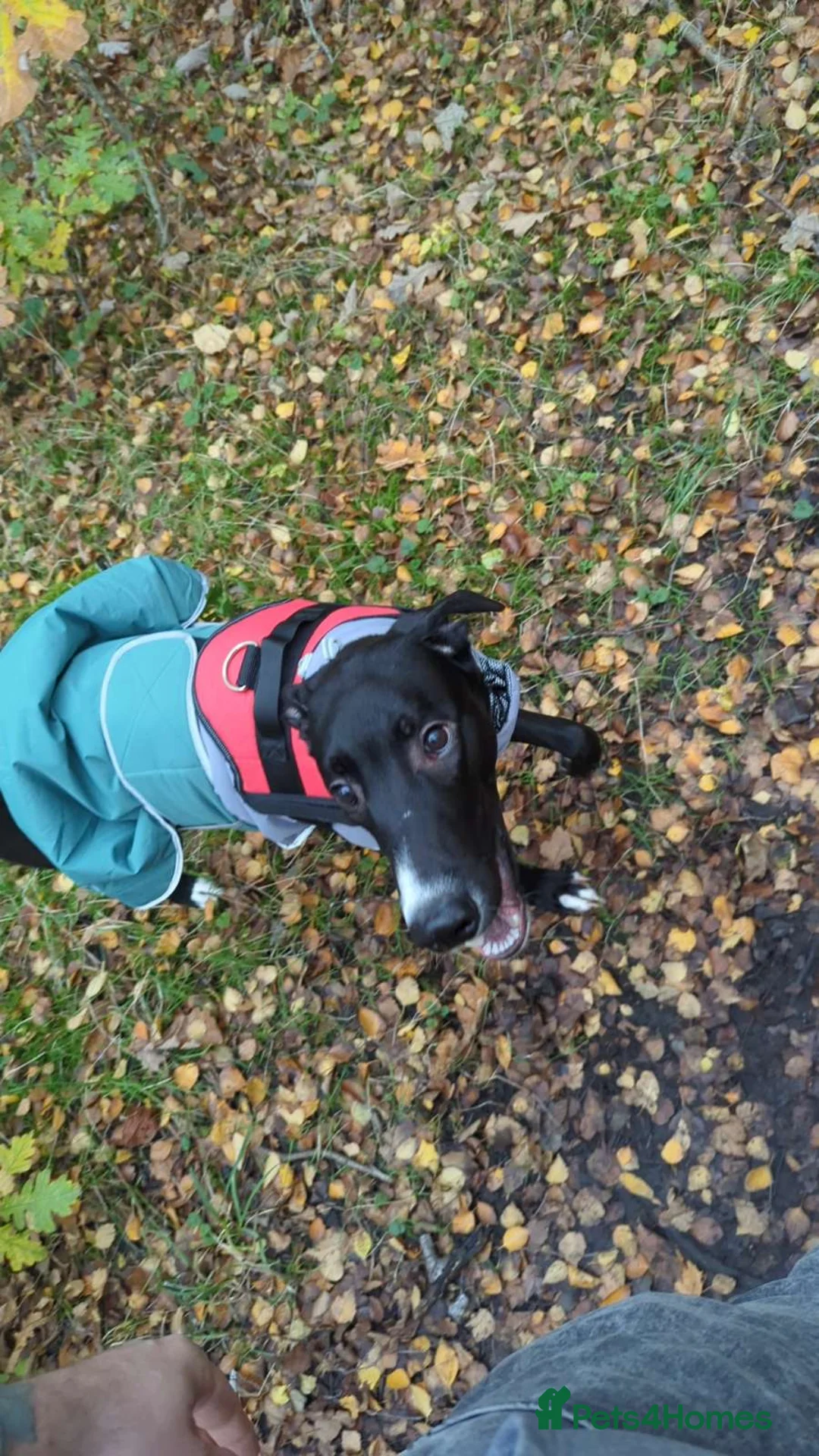 Lurcher dogs for sale: 10 Month Old Lurcher male for sale in Preston - Advert 1
