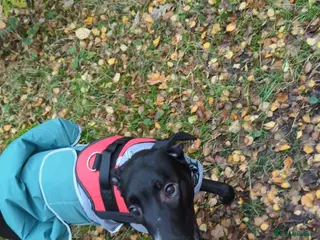 Lurcher dogs 10 Month Old Lurcher male for sale in Preston - Advert 2