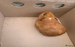 Guinea Pig rodents for sale: Mixed guinea pigs for sale  - Advert 5