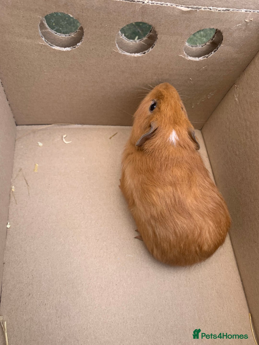 Guinea Pig rodents for sale: Mixed guinea pigs for sale  - Advert 5