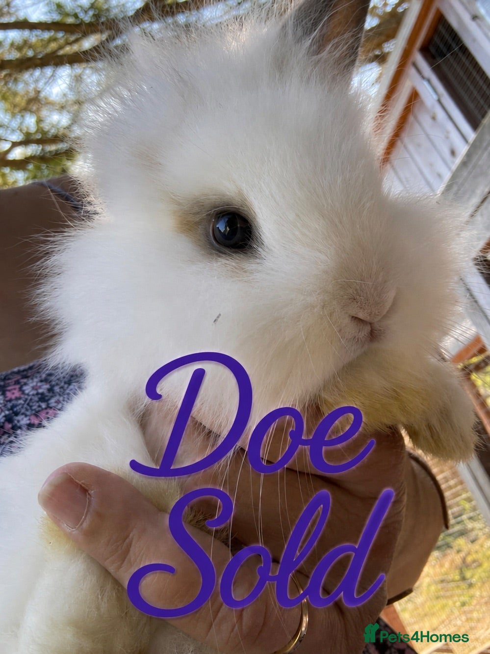 Lionhead rabbits Lionhead Rabbits Dwarf Mini Lops Does / Bucks  - Advert 2