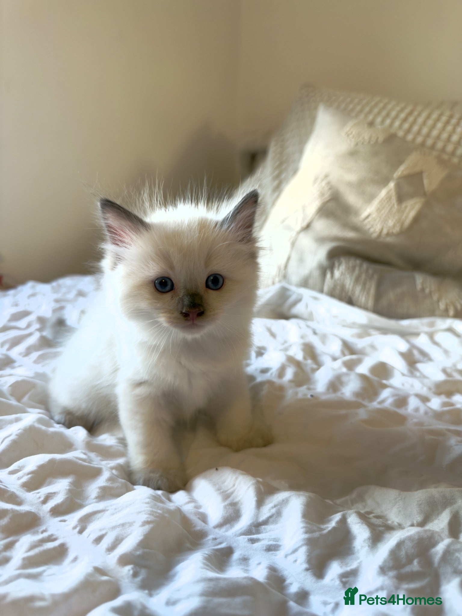 Ragdoll cats ✨ Beautiful Ragdoll Kittens ✨  - Advert 12