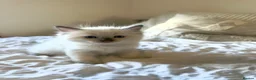 Ragdoll cats for sale: ✨ Beautiful Ragdoll Kittens ✨  - Advert 7