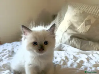 Ragdoll cats ✨ Beautiful Ragdoll Kittens ✨ - Advert 13
