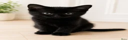 Mixed Breed cats for sale: 🐾 Beautiful Kittens Ready for Their New Homes 🐾 - Advert 3