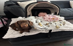 Miniature Dachshund dogs for sale: Chocolate and tan miniature dachshund  - Image 14