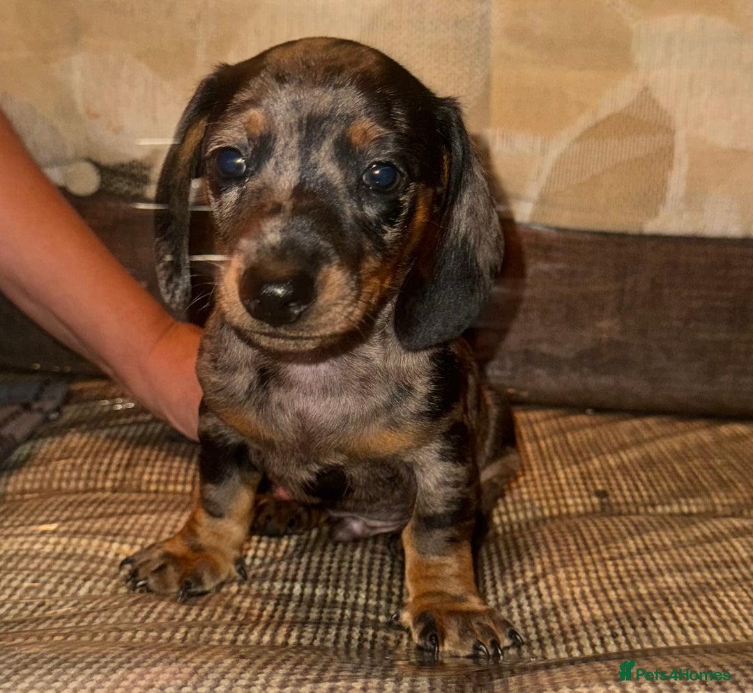 Miniature Dachshund dogs for sale: Miniature dachshund puppys - Image 7