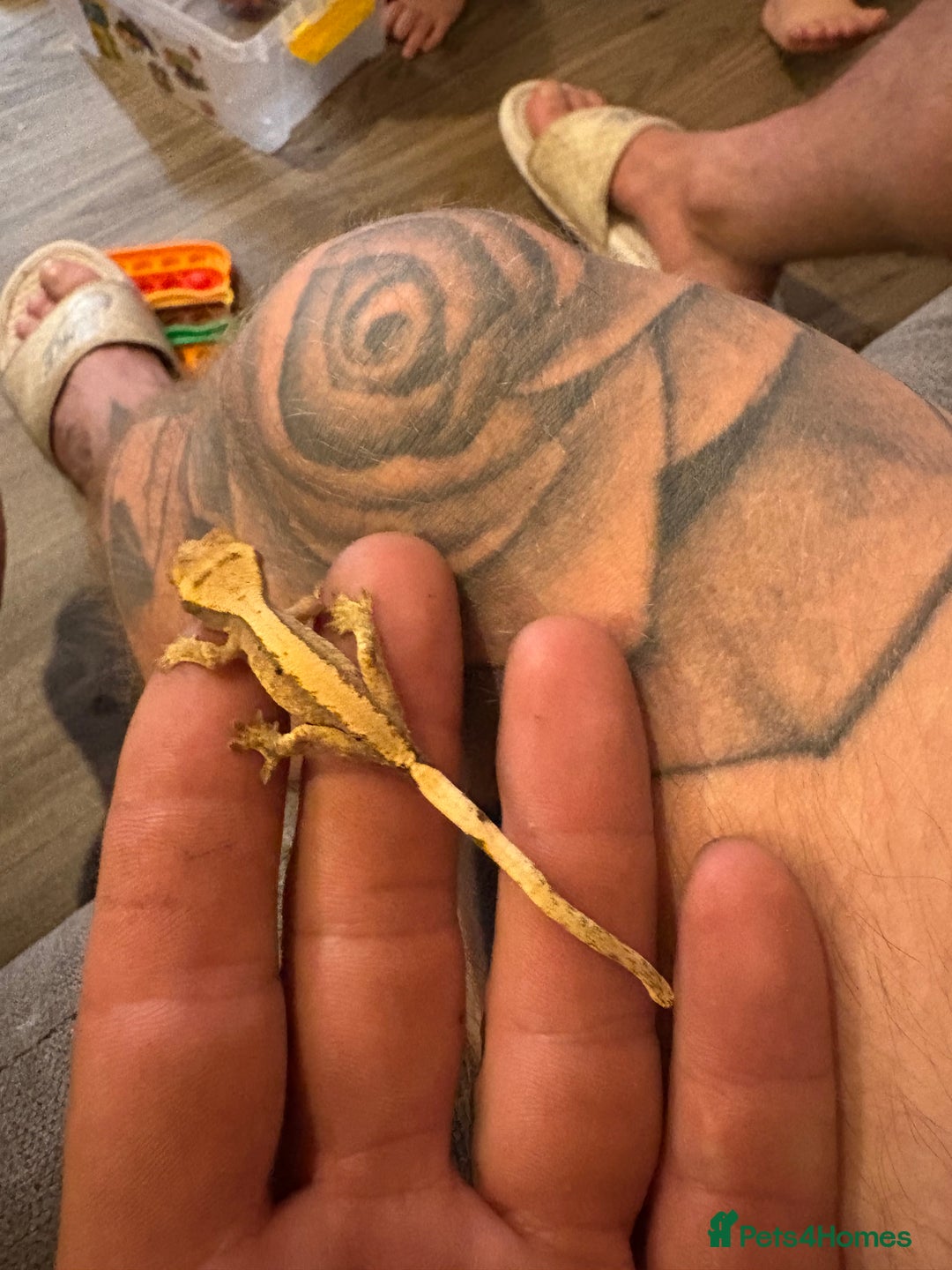 Gecko reptiles for sale: Pinstripe harleyquin crested geckos  - Image 1