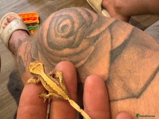 Gecko reptiles - Advert 9