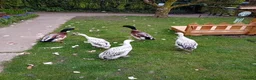 Ducks poultry for sale: Pure Silver Indian Runner Ducklings for SALE - Advert 3