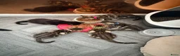 Mixed Breed cats for sale: 5 kittens for sale all with amazing personalities  in Birmingham - Advert 17