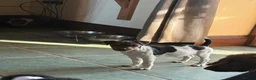 Jack Russell dogs for sale: Traditional Jack Russell bitch puppy  - Advert 3