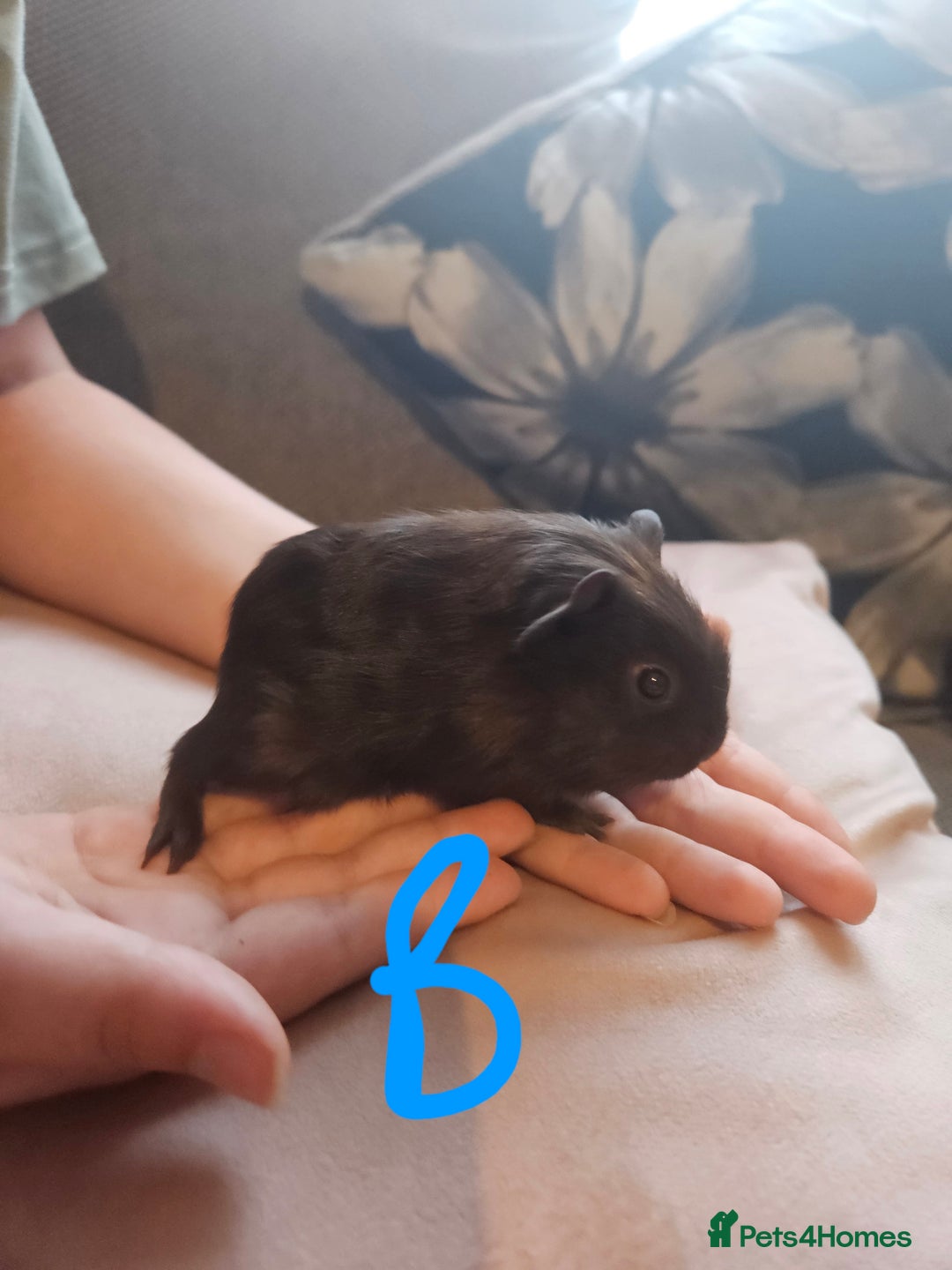 Guinea Pig rodents for sale: Baby guinea pigs - Image 5